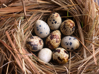 Obraz premium quail eggs in a nest