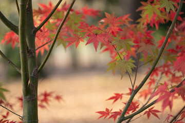 もみじの幼木の枝と赤と緑のもみじの葉