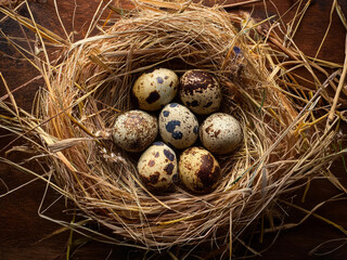 Obraz premium quail eggs in a nest