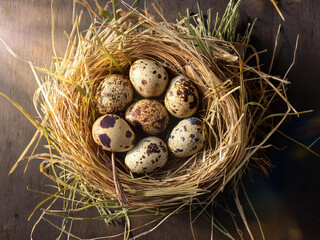 Obraz premium quail eggs in a nest