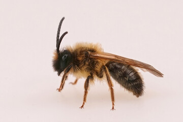 Closeup on a male Grey-gastered mining bee, Andrena tibialis, against a white background