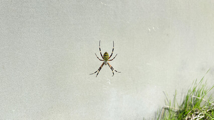 ナガコガネグモ 北海道