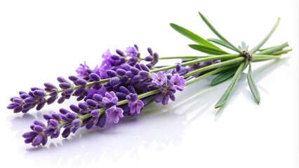 Description: A single lavender flower on white background