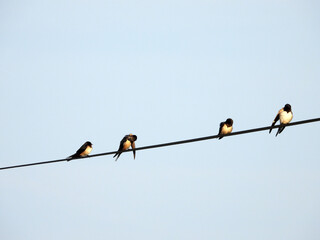 swallows with offsprings sitting on the wires