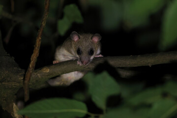 Obraz premium dormouse at night in the forest Baden-Wuerttemberg Germany