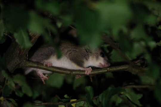 dormouse at night in the forest Baden-Wuerttemberg Germany
