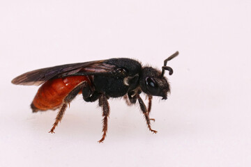 Closeup on a colorful, kleptoparasite White lipped blood bee, Sphecodes albilabris on white background