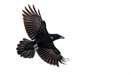 Obraz premium American crow - Corvus brachyrhynchos - in flight flying with Wing spread, isolated cutout on white background with copy space. One of the most common species of bird in North America