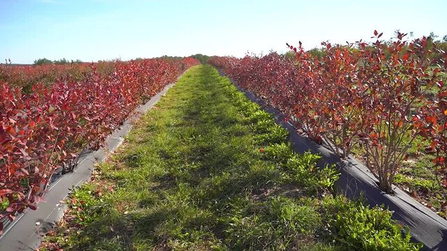 Preparation of blueberry bushes for winter. Growing blueberries. Blueberry bushes with red leaves.