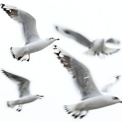 Fototapeta premium seagull in flight