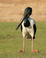 Resting Black Neck Stork