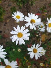 daisies in a garden