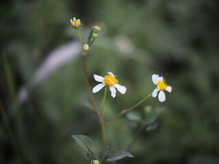 Small flower