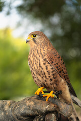 bird of prey being presented during a falconry activity