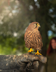 kestrel of prey being presented during a falconry activity