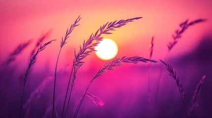 Sunset silhouette with wild grass vivid sky