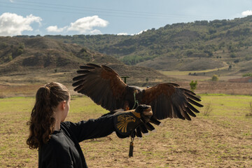 Close-up of an raptor hunting during a falconry activity outdoors