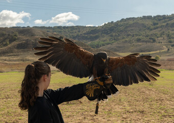 Eagle in flight during a falconry event