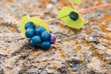 イシミカワ（石実皮）の実