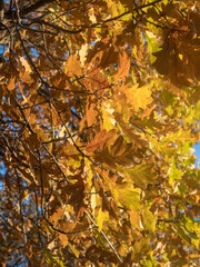 oak tree branches with yellow leaves