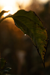 Peaceful sunrise in Kyiv, Ukraine. Sunlit leaf with droplets glistening in the warm glow of a...