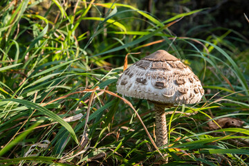 Parasol mushroom(Macrolepiota procera) in the grass in autumn closeup 