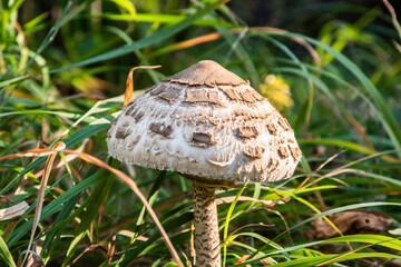 Parasol mushroom(Macrolepiota procera) in the grass in autumn closeup 