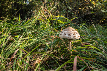 Parasol mushroom(Macrolepiota procera) in the grass in autumn closeup 