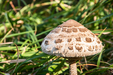 Parasol mushroom(Macrolepiota procera) in the grass in autumn closeup 
