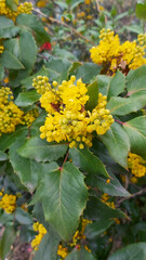 Mountain Grape (Berberis aquifolium Pursh) 4K Image. Showcasing Vibrant Yellow Flowers Amidst Lush Green Leaves