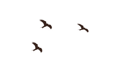 Flying Birds Vector Illustration Collection. 