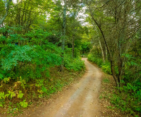 Fototapeta premium Hiking in the forests of Prince Edward Island, Canada