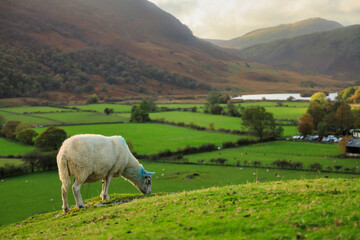 Beautiful autumnal landscape in Lake District National Park. England, UK