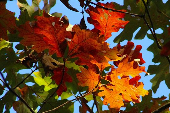 dynamic and colorful autumn maple leaves background