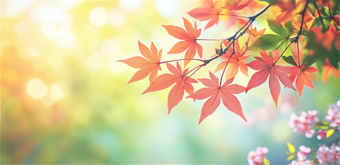 Fototapeta premium 紅葉の玉ボケが綺麗な背景イメージ