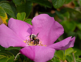 Bees very active in early fall in New England, Portland Head Light, Fort Williams Park, Cape Elizabeth, Maine, USA