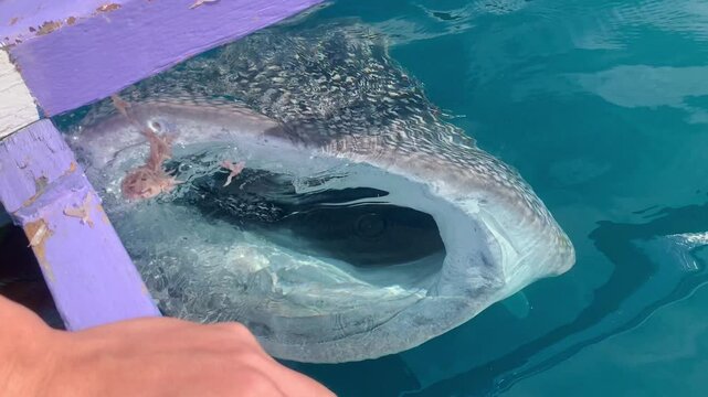 Whale Shark Close Up. A whale shark opens its mouth wide, revealing its rows of tiny teeth, as it approaches a boat in the clear blue water.