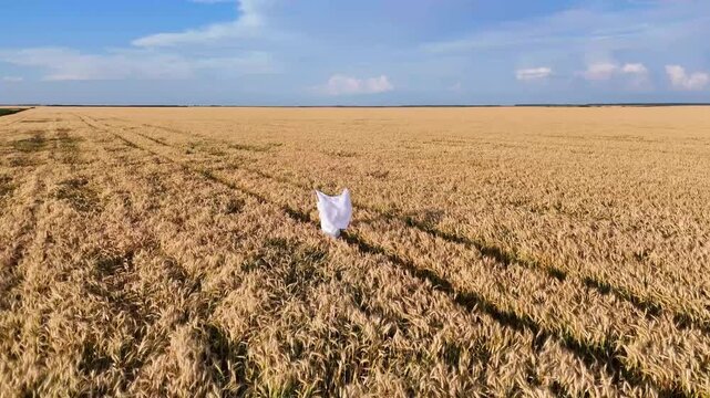 Girl in white dress walks and runs in field and wheat or cereal fields.