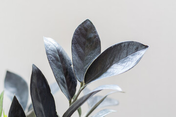 Close up of green leaves on a blurred background, Zamioculcas Zamiifolia Black, House plant - Zamioculcas Zamiifolia Black ZZ Plant Rare Aroid Air Purifier