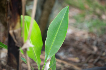 Banana leaf in the garden. (Scientific name Banana fruticosa)