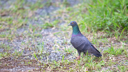 Pigeon walking on the ground with green grass in the background