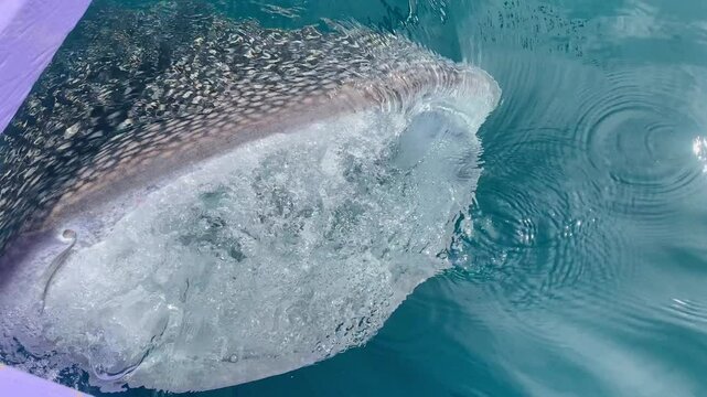 Whale Shark Feeding.  A close-up shot of a whale shark feeding in the ocean. The shark's massive mouth is open wide, revealing its rows of teeth. 