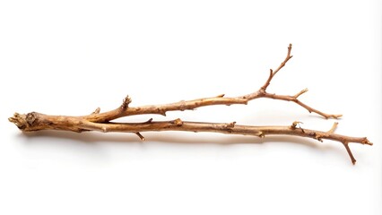 Fototapeta premium Dry branches isolated on white background