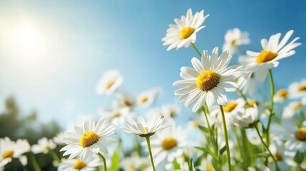 Fototapeta premium Bright Flowers Under Clear Blue Sky