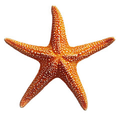 Starfish on isolated on transparent background, showcasing its unique texture and vibrant orange color.