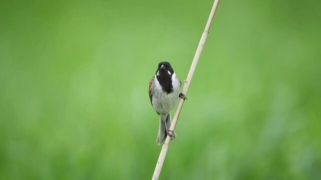 Penduline tit ( Rmiz pendulinus ) - male