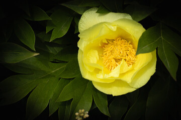 Paeoniaceae.  Yellow peony flower emerging from the shadows against the background of leaves, close-up, detail. Plant, background, wallpaper.