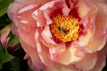 Paeoniaceae. Pale pink peony flower and bee collecting nectar. Plant, background, macro.