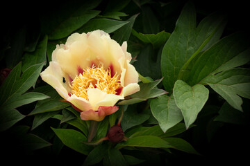 Paeoniaceae.  Bright yellow peony flower with maroon spots on a background of leaves, light, shadow, background, plant.