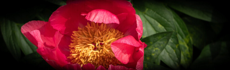 Paeoniaceae. Red peony flower with yellow center, fragment. Nature, background, color.